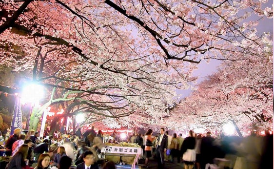 sakura